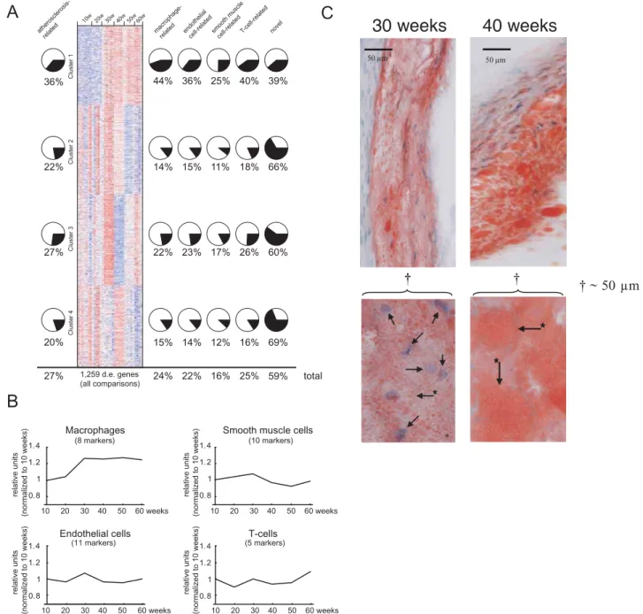 Figure 2. Transcriptional changes of atherosclerosis development. (A) Heat map of clustered mRNA levels (rows; red, high levels; blue, low levels) for genes differentially expressed (d.e.) in at least one pair-wise time-point comparison (FDR,0.05, n = 1259