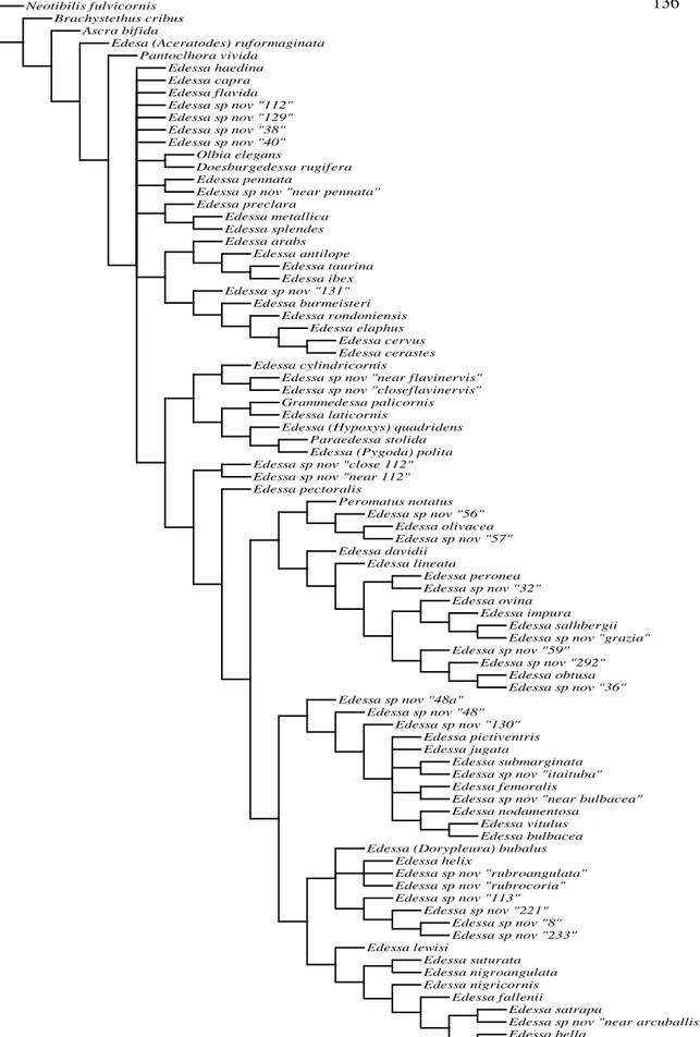Figura  148.  Cladograma  simplificado  do  consenso  estrito  das  100  árvores  mais  parcimoniosas  resultante  da  análise  com  pesos  iguais  dos  caracteres  mais  busca  tradicional (NP: 787; IC: 18; IR: 59)