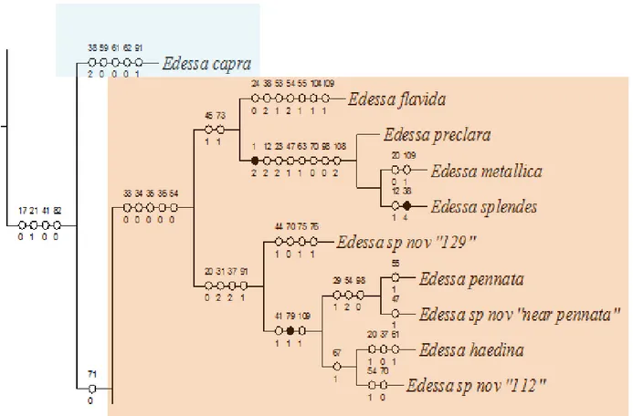 Figura 152. Clado A (Fig. 150), mostrando as relações entre as espécies que compõem  os grupos de espécies capra (retângulo azul) e flavida  (retângulo vermelho)