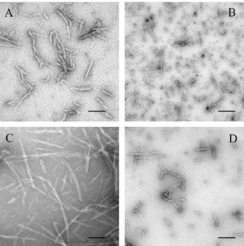 Figure 14. Transmission electron micrographs of pathological human SOD1 mutant samples at physiological pH after incubation under different conditions