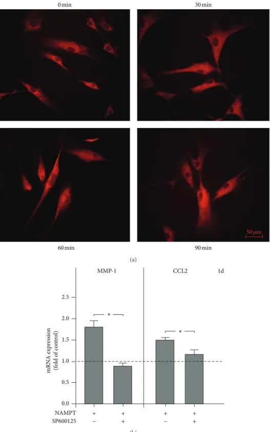 Figure 2: Intracellular pathways triggered by NAMPT. Stimulation of NF �B nuclear translocation by NAMPT at 60 min (a)