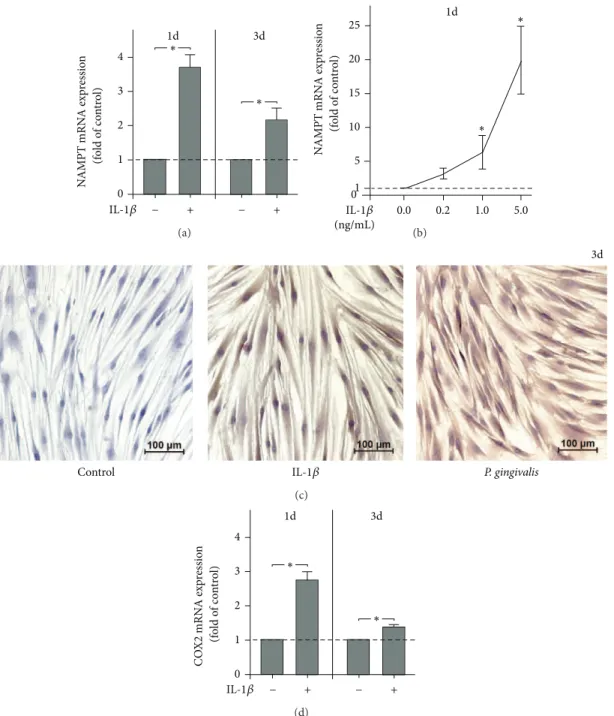 Figure 4: Regulation of NAMPT and COX2 expressions by IL-1 �. NAMPT expression in PDL cells from 6 donors in response to IL-1�