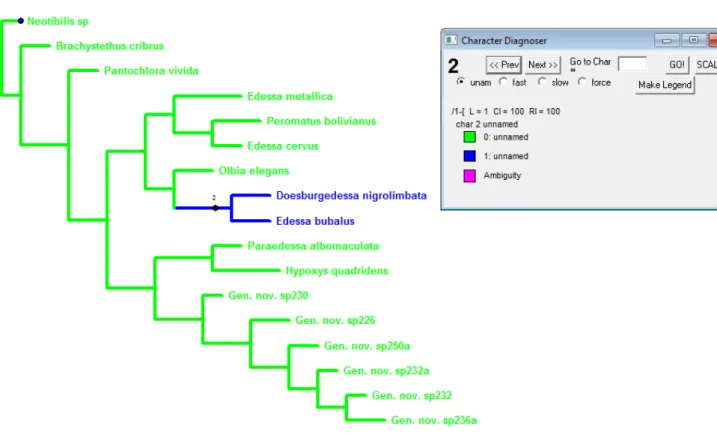 Figura 2: Cladograma mostrando a otimização do caráter 2. Ramos verdes representam  o estado plesiomórfico, ramos azuis o estado apomórfico