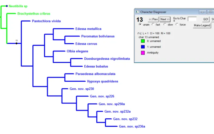Figura  13:  Cladograma  mostrando  a  otimização  do  caráter  13.  Ramos  verdes  representam o estado plesiomórfico, ramos azuis o estado apomórfico