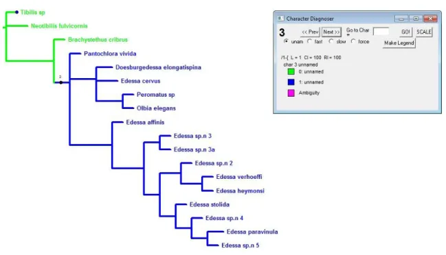 Figura  14:  Evolução do caráter 3. Ramos verdes representam o estado plesiomórfico e ramos azuis  representam o estado apomórfico.