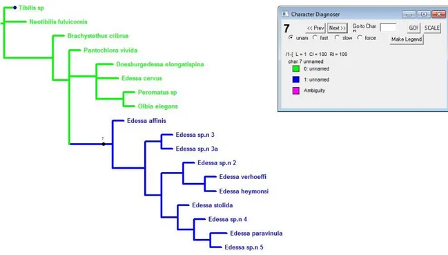 Figura  31:  Árvore  mostrando  a  evolução  do  caráter  7.  Ramos  verdes  representam  o  estado  plesiomórfico e ramos azuis representam o estado apomórfico