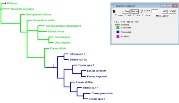Figura  37:  Evolução do caráter 9. Ramos verdes representam o estado plesiomórfico  e ramos azuis  representam o estado apomórfico
