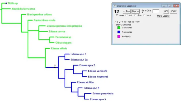 Figura 48: Evolução do caráter 12. Ramos verdes representam o estado plesiomórfico e ramos azuis  representam o estado apomórfico