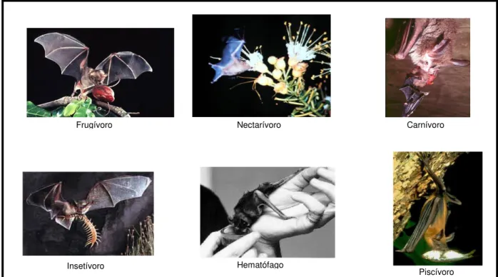 Figura 3  –  Diversos hábitos alimentares dos morcegos. Fotos retiradas de  www.batcon.org 