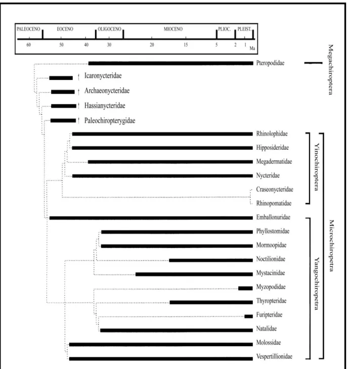 Figura  5  –   Reconstrução  do  padrão  temporal  de  diversificação  das  principais  linhagens de morcego