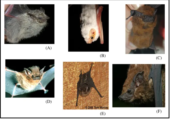 Figura  7  –   Representantes  de  morcegos  da  família  Emballonuridae  existentes  no  Brasil