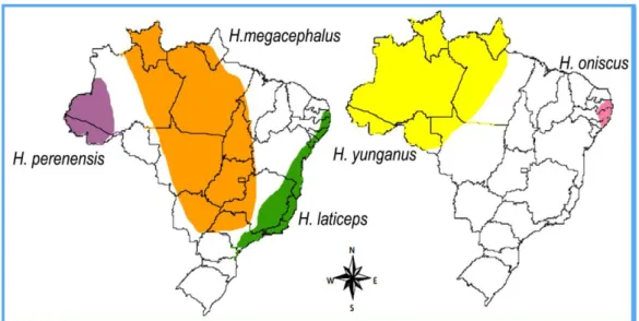 Figura 2. Distribuição das espécies de Hylaeamys no Brasil.  
