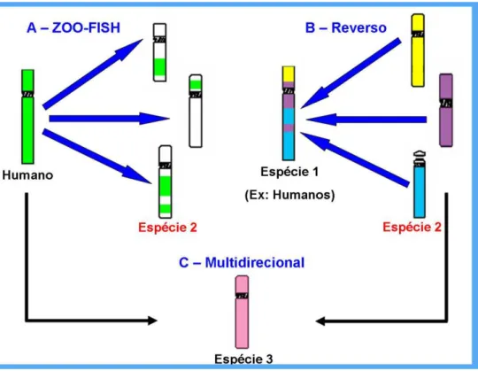 Figura  5.  Fundamentos  de  técnicas  baseadas  em  FISH.  (A)  ZOO-FISH:  sondas  cromossomo-específicas,  por  exemplo  de  humano,  são  hibridizadas  em  outros  mamíferos