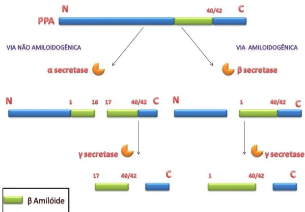 Figura 5: Proteólise da PPA. A via amiloidogênica, utilizando a enzima β secretase, e via não amiloidogênica,  utilizando a via α secretase