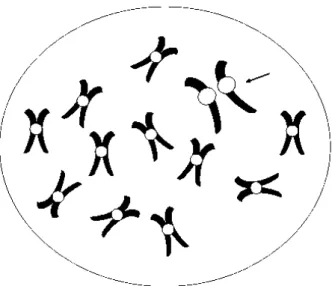 Figura 12: Desenho esquemático da divisão precoce do centrômero ocasionando a instabilidade cromossômica