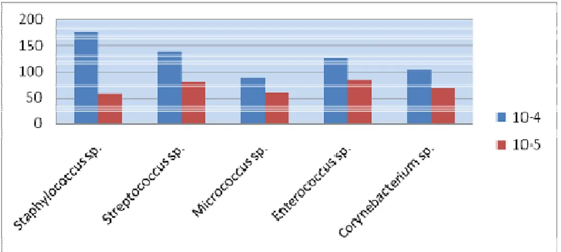 Gráfico 2: Média das colônias contadas nas diluições 10 -4  e 10 -5  para cada                                              microrganismo isolado