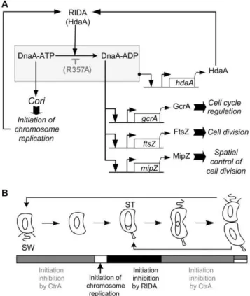 Figure 6. Control of the initiation of chromosomal replication in C. crescentus . (A) Model for a RIDA system in C