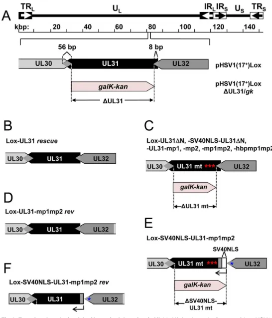 Fig 4. Functional analysis of the N-terminal domain of pUL31. (A) A schematic diagram of the pHSV1 (17 + )Lox genome as well as the strategy to replace the non-overlapping coding region of UL31 (Nucleotides 9 to 865) with the galK-kan selection cassette re