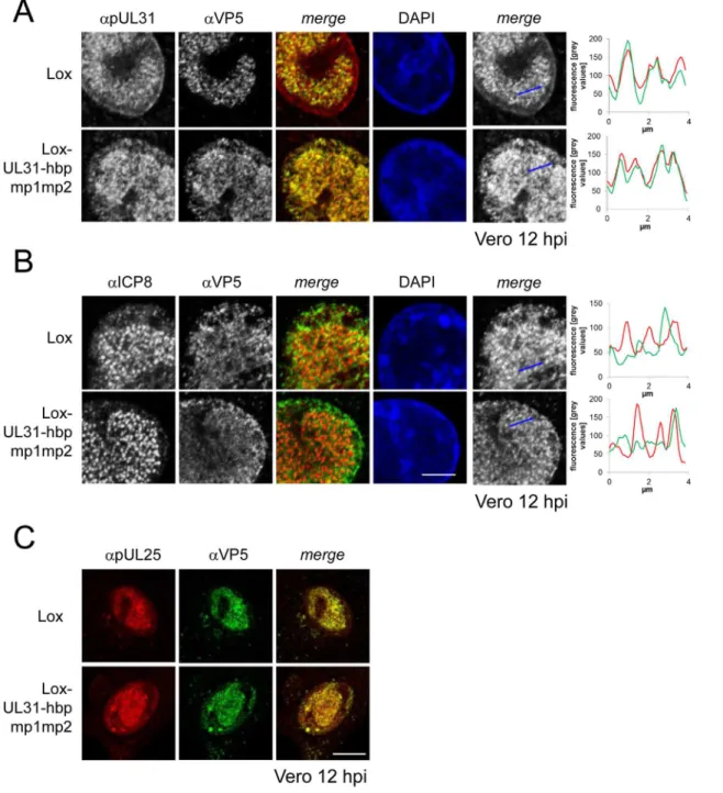 Fig 8. Detailed analysis of Lox-UL31-hbpmp1mp2. To analyze the subcellular localization of nucleocapsids, Vero cells were infected with HSV1(17 + )Lox or Lox-UL31-hbpmp1mp2 using an MOI of 1 and analyzed at 12 hpi by IF using antibodies against VP5 (mAb 8F