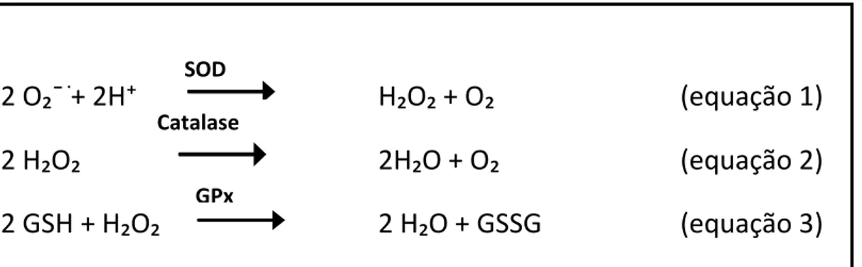 Figura 7. Antioxidantes enzimáticos: SOD, catalase e GPx. Equação 1: a superóxido  dismutase (SOD) catalisa a dismutação do ânion radical superóxido (O ₂ˉ· ) a peróxido de  hidrogênio  (H ₂ O ₂ )  e  O ₂ ;  Equação  2:  a  catalase  (CAT)  atua  na  decomp
