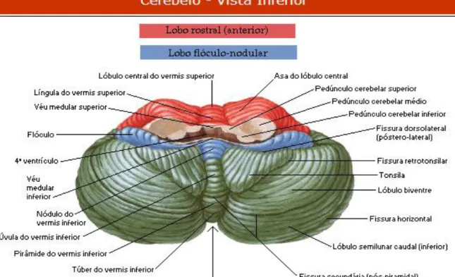 Figura 4  –  Cerebelo: Vista Inferior do cerebelo     Fonte: Adaptado de NETTER, 2000