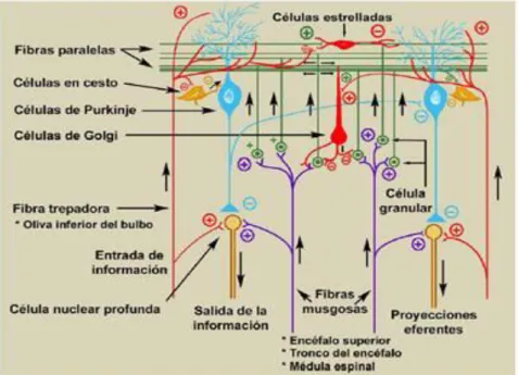Figura 6  –  Representação das células do córtex cerebelar  