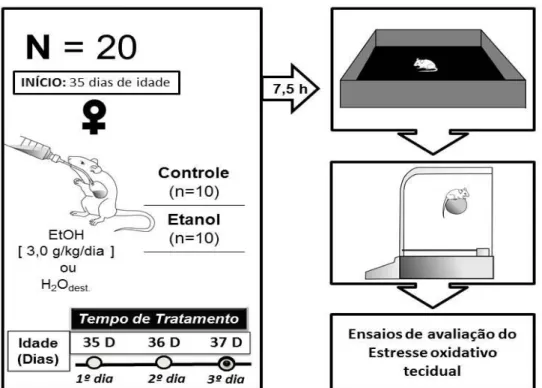 Figura 5: Delineamento experimental do estudo. Inicialmente as ratas adolescentes (35 dias  de vida) receberam por gavagem H 2 O dest