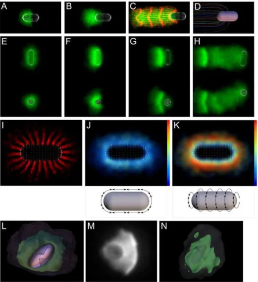 Figure 7. Simulation predicts sideways symmetry breaking and motility for symmetrically coated Listeria and ellipsoids
