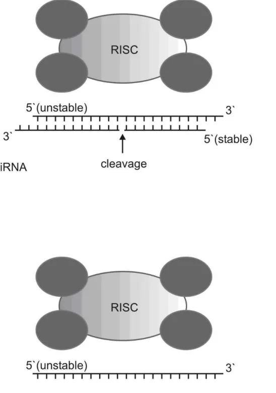 Figure  S1.  Role  of  thermodynamic  stability  features  of  small  interfering  RNAs  (siRNAs)  termini  in  RNA-induced  silencing  complex  (RISC)  activity