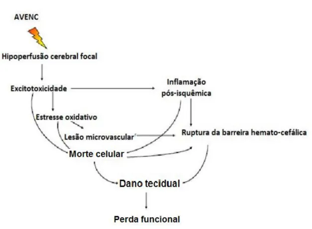 FIGURA  1-  Fluxograma  da  sequência  de  eventos  fisiopatológica  após  um  acidente  vascular encefálico isquêmico (AVEi)