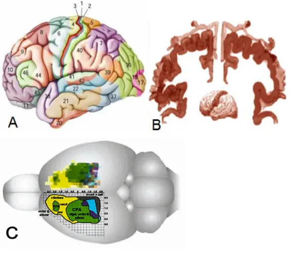 FIGURA  5-  A  organização  topográfica  do  córtex  motor  em  diferentes  espécies  de  mamíferos