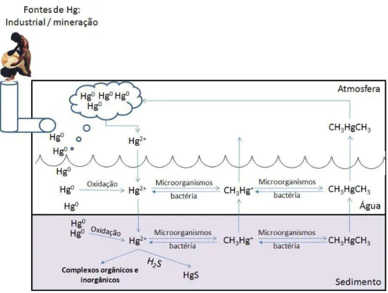 Figura 2 - Representação esquemática do ciclo biogeoquímico do mercúrio.  