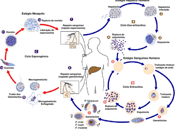 Figura  1.  Ciclo  de  vida  do  gênero  Plasmodium  envolvendo  o  hospedeiro  definitivo  (invertebrado/mosquito)  e  o  hospedeiro  intermediário  (vertebrado/homem)