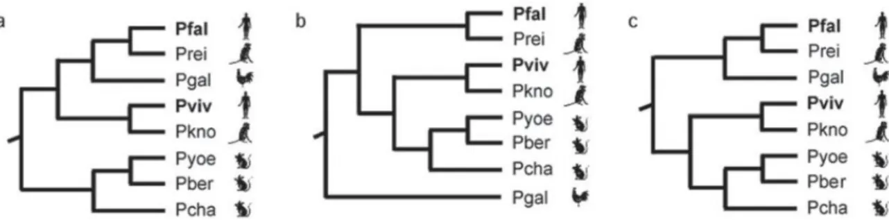 Figura  3.  Hipóteses  alternativas  para  as  relações  filogenéticas  entre  as  espécies  de  Plasmodium