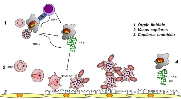 Figura 4. Hipótese para o mecanismo da patogênese da malária cerebral. (1) Monócitos- Monócitos-macrófagos estimulados por antígenos do parasito (expressos na superfície da hemácia) e  por  citocinas  (liberadas  por  linfócitos  em  resposta  a  infecção)
