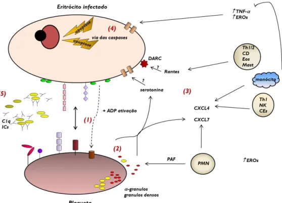 Figura  5.  Hipótese  para  a  interação  de  plaquetas  com  eritrócitos  infectados  durante  a  infecção malárica