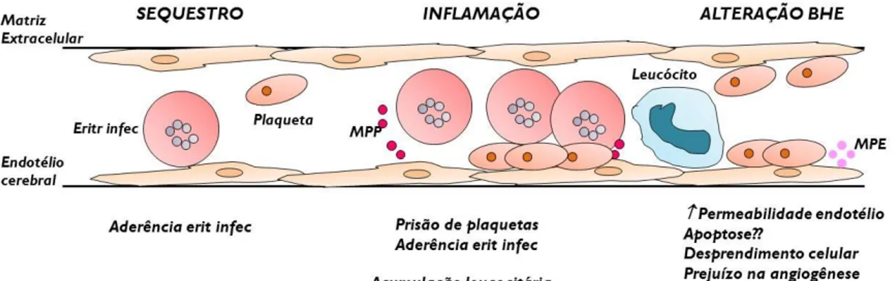 Figura 6. Representação  esquemática do  envolvimento de plaquetas e  endotélio  cerebral  na  patogênese  da  malária  cerebral