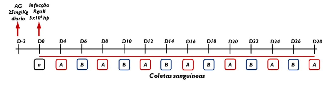 Figura  8.  Esquema  cronológico  do  experimento,  mostrando  o  início  do  tratamento  com  AG,  a  inoculação  com  Plasmodium  gallinaceum  e  os  dias  de  coleta  de  sangue,  evidenciando o sistema de rodízio de aves (subgrupos A e B)
