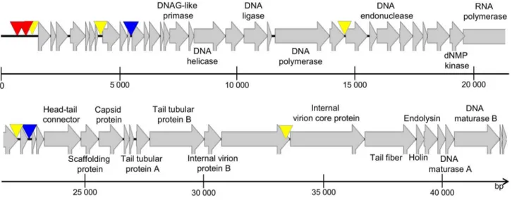 Figure 6. Genome map of Acibel007. Putative host-specific and phage-specific promoters and Rho-factor independent terminators are indicated with red, yellow and blue triangles, respectively.