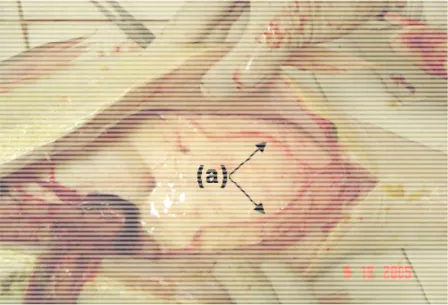 Figura 4: Incisão ventro-longit A identificação do e Vazzoler (1996), descrita Estádio  A  (Ima reduzidos,  coloca cavidade celomáti observando ovóci translúcidos, com  Estádio B (Em m celomática,  tem  desarmada  obser testículos  apresen rompe-se sob cer
