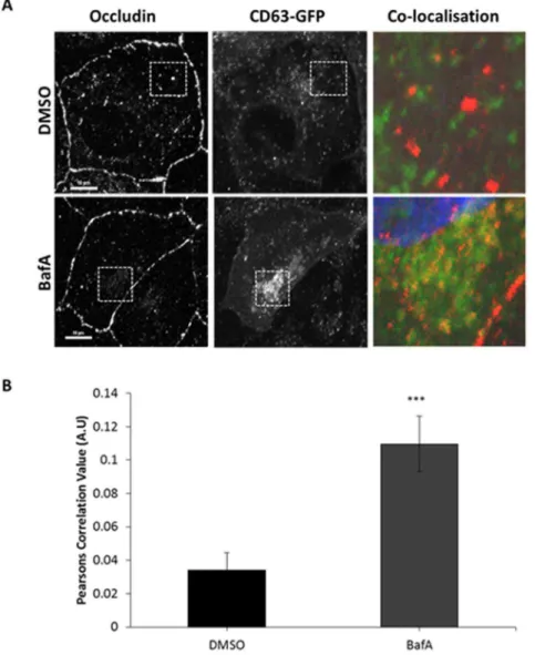 Figure 2. Co-localisation between internalised occludin and late endosome/lysosomal compartments increases after BafA treatment