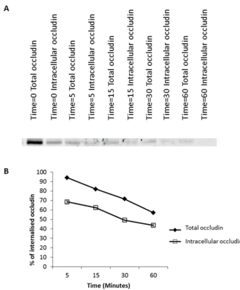 Figure 3. Endocytic occludin recycling. A confluent monolayer of serum starved MDCK cells were biotinylated then warmed to induce occludin internalisation for 30 minutes followed by biotin removal from plasma membrane proteins