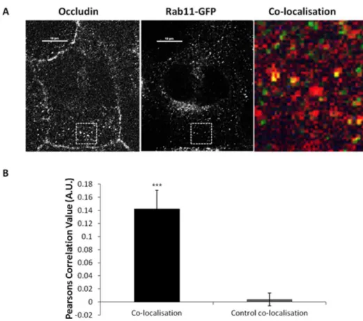 Figure 4. Co-localisation between internalised occludin and recycling endosome markers