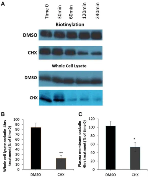 Figure 5. Inhibition of protein synthesis reduces the amount of plasma membrane localised occludin.