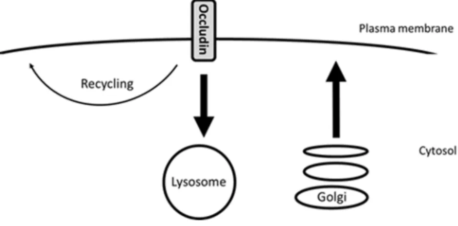 Figure 9. Diagram demonstrating occludin trafficking under steady-state conditions. During the initial stages of MDCK cell polarisation occludin undergoes endocytosis followed by lysosomal degradation and low-level recycling