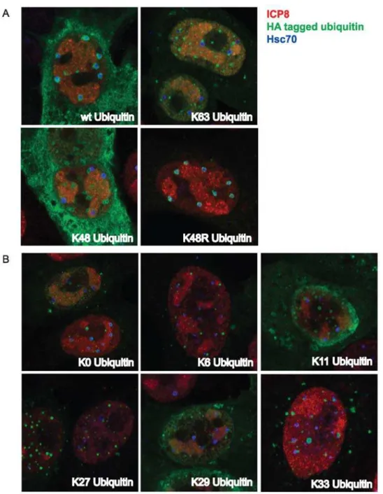 Figure 6. Homotypic ubiquitin chains are not detected in VICE domains. Vero cells adhered to glass coverslips were transfected with 1 ug of pRK-HA-Ub constructs encoding wt, K63, K48 and K48R Ub (panel A) and K0 (monomeric), K6, K11, K27, K29 and K33 Ub (p