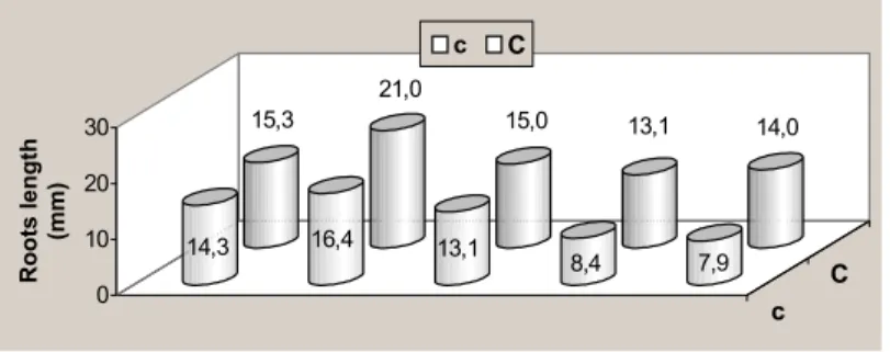 Figure 5: Roots length of the corms and cormels of Applause 