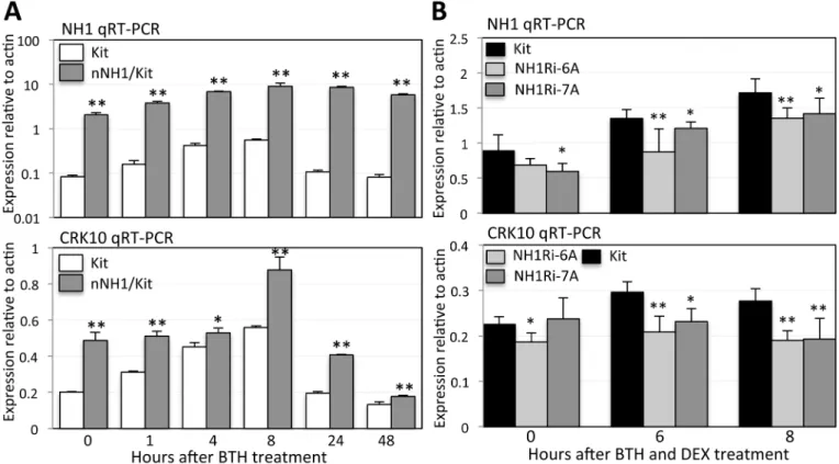 Fig 8. NH1 regulates CRK10 expression. (A) BTH and NH1 induce CRK10 expression. Kitaake (Kit) and nNH1 plants, which contain an extra copy of NH1 and overexpress NH1, were treated with 1mM BTH and leaf samples taken at time points 1, 4, 8, 24, and 48 hours
