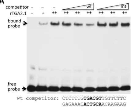 Fig 9. Binding of a rice TGA protein to the CRK10 promoter and a summary model. (A) Rice TGA2.1 binds to the CRK10 promoter in a gel mobility shift assay