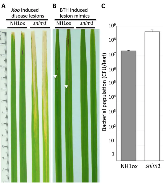 Fig 1. The snim1 mutant is compromised in immunity to Xoo and BTH-induced necrotic lesion formation